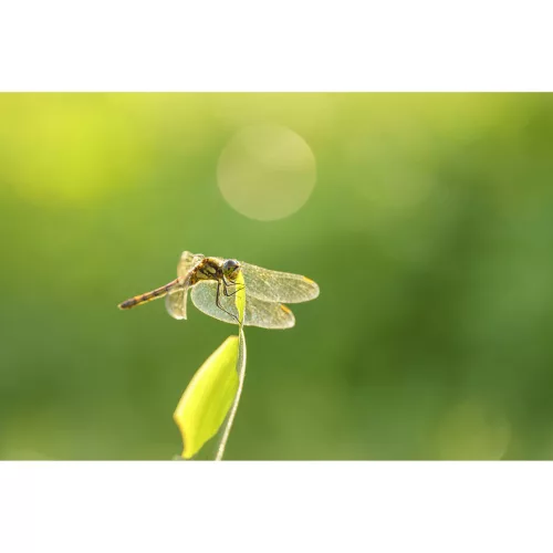 Sigma 105mm / 2.8 DG DN MACRO | ART - Sony SE bajonettes (260965)