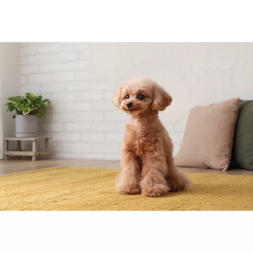 Canon RF-S 18-45mm / 4.5-6.3 IS STM (-15% Kuponkód:CB-RF15) (4858C005)