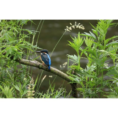 Canon RF 100-400mm / 5.6-8 IS USM (-15% Kuponkód:CB-RF15) (5050C005)