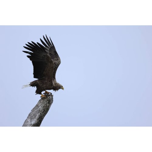 Canon RF 100-400mm / 5.6-8 IS USM (-15% Kuponkód:CB-RF15) (5050C005)