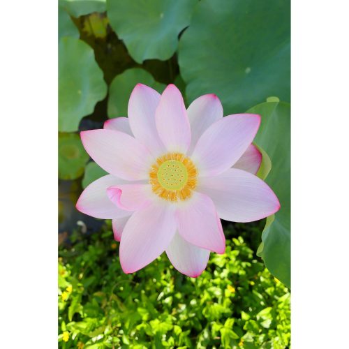 Canon RF 16mm / 2.8 STM (-15% Kuponkód:CB-RF15) (5051C005)