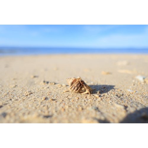 Canon RF 16mm / 2.8 STM (-15% Kuponkód:CB-RF15) (5051C005)