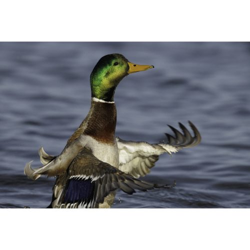 Canon RF 800mm / 5.6 L IS USM (5055C005)