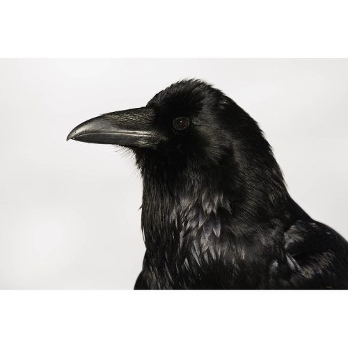 Canon RF 800mm / 5.6 L IS USM (5055C005)