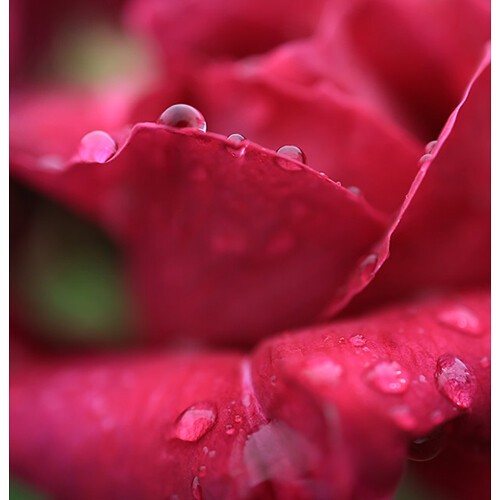 Canon RF 24mm / 1.8 IS STM macro (-15% Kuponkód:CB-RF15) (5668C005)