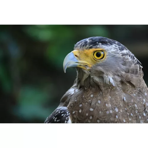 Canon RF-S 55-210mm / 5-7.1 IS STM (-15% Kuponkód:CB-RF15) (5824C005)