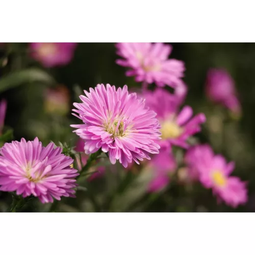 Canon RF-S 55-210mm / 5-7.1 IS STM (-15% Kuponkód:CB-RF15) (5824C005)