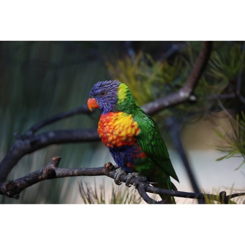 Canon RF 200-800mm / 6.3-9 IS USM (-15% Kuponkód:CB-RF15) (6263C005)