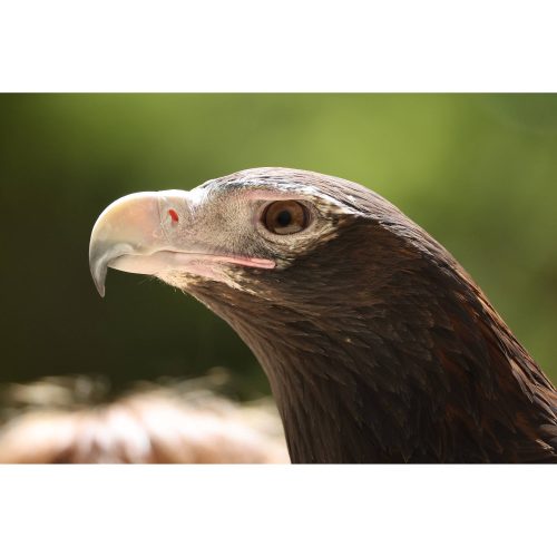 Canon RF 200-800mm / 6.3-9 IS USM (-15% Kuponkód:CB-RF15) (6263C005)