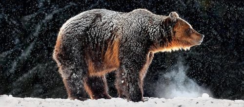 Dezső László - MEDVE